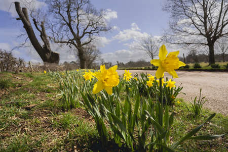 Yellow daffodil wild flowers growing wild in the countryside の写真素材