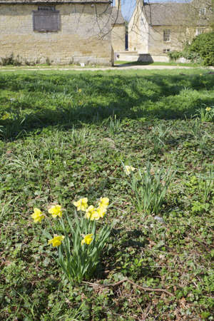 garden with plants and flowersの写真素材