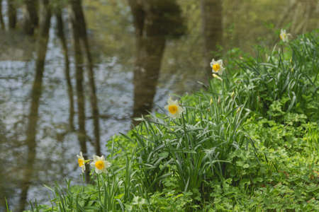 garden with plants and flowersの写真素材