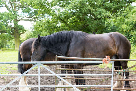 shire horses in field countrysideの写真素材
