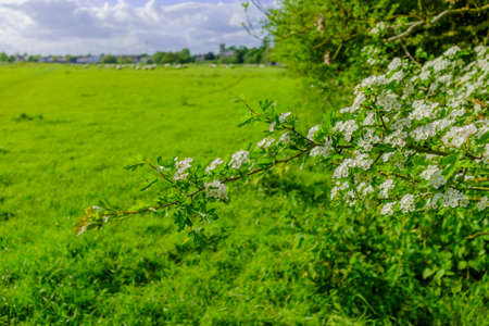 sheep in a field on a farm in the countrysideの写真素材