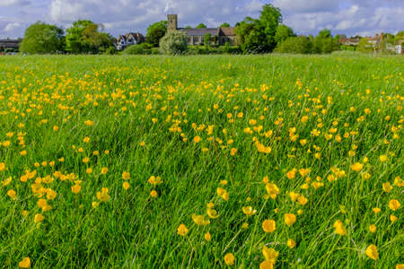 A group of buittercups in the countryside の写真素材