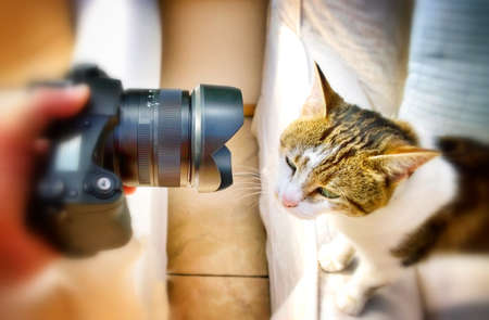 Photographing domestic cat petの素材