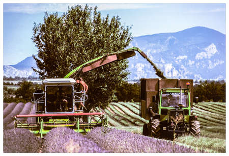 Lavender fieldの素材