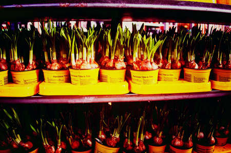 Garden centreの素材