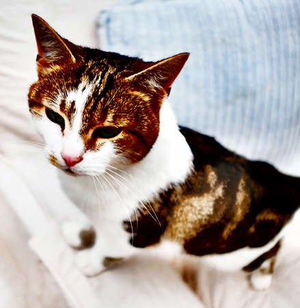 Kittenの素材