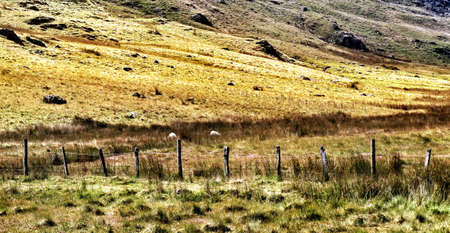 Sheep