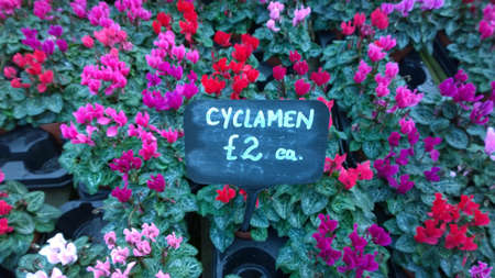 Garden centre