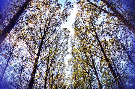 Filtered impressionistic nature of a forest in autumnの素材