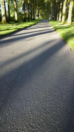 Road through trees