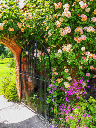 Lush green english walled garden on a summers dayの素材