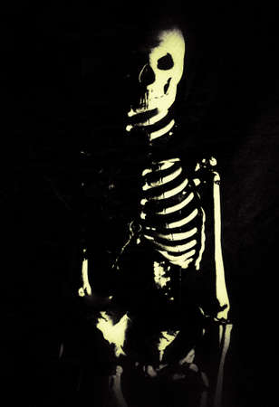 Skeleton 