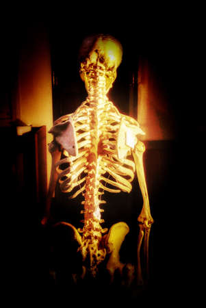 Skeleton modelの素材