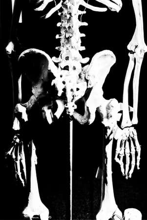 Skeleton modelの素材