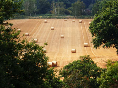 harvested field