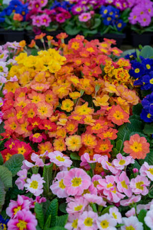 garden centre farm shop warwickshire england uk gardening flowers plants food horticulture pastime...
