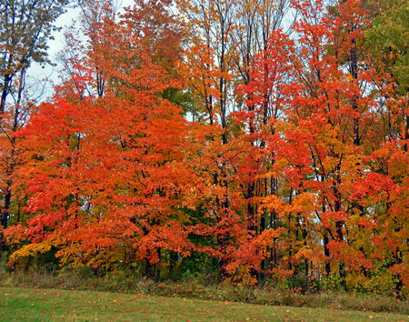 A grouping of colorful trees captured in Fall in Streetsboro Ohio  の写真素材