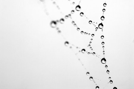 Spider web with water drops on white background. Close-up.の写真素材