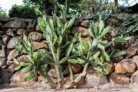 Nopal plant whit stone wall behind itの写真素材
