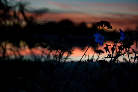 Blue flowers on the shore of the lake at sunset.の写真素材