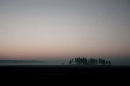 Trees in the fog at sunset.の写真素材