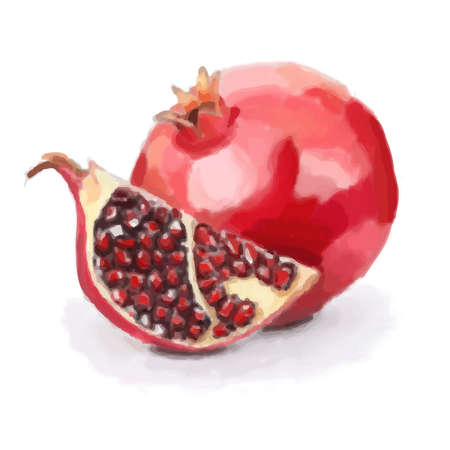Pomegranate fruit illustrationのイラスト素材