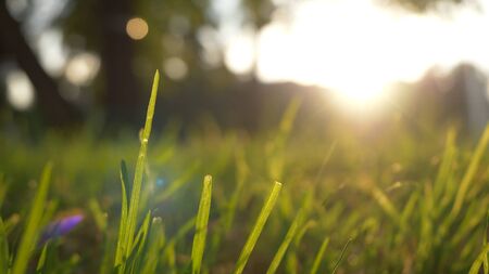 Summer grass meadow motion blur of pleasant wind with bright sunlight, sunny spring backgroundの写真素材