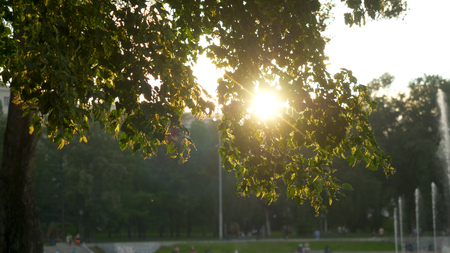 Green park at summer time in during sunset timeの写真素材