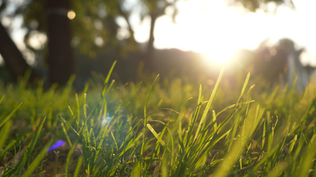 Summer grass meadow motion blur of pleasant wind with bright sunlight, sunny spring backgroundの写真素材