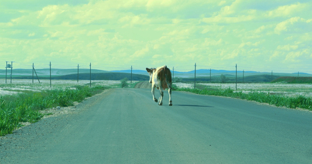 Cow lags behind the herd goes on asphalt road. Cow goes on the road.の写真素材
