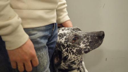 Dalmatian going on a walk. Dalmatians riding in the lift with the owner. The dog loves to ride in...