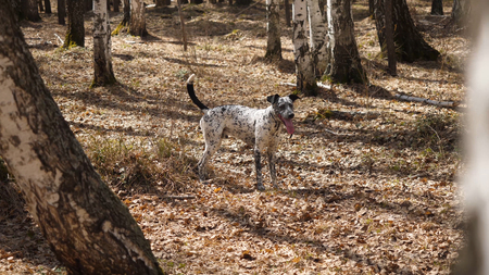 Dalmatian dog at sunset. Dalmatian walks in the Park in autumn