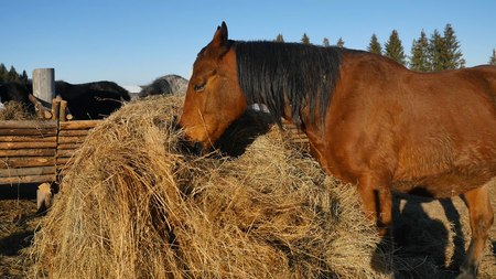 Horse eating grass. Well-groomed beautiful strong horse chewing hay.の写真素材