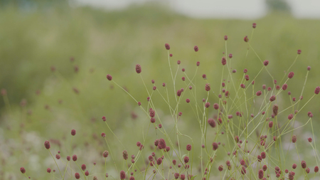 Purple flowers in the forest. Forest bushes, green grass, natural background.の写真素材
