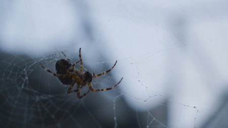 Evening sun and the web in the forest. Spider spinning a webの写真素材