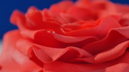 Cake,one layer white and brown chocolate cake with red rose on top, macro. Sliced chocolate cake decorated with edible red rosesの写真素材