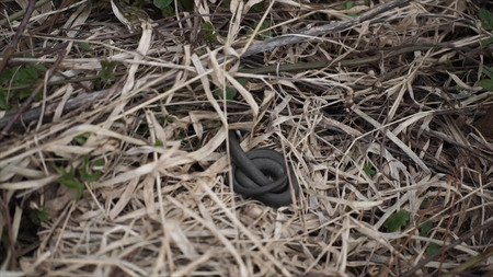 Catch a snake. the snake escape. man tries to catch the snake by the tail but she runs away, escape....