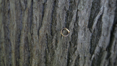 Wedding rings on wood. the wedding ring on wood background. Wedding Rings on wooden old background. old Wedding rings on wooded backgroundの写真素材