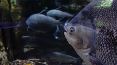 Large fishes swimming in a large aquarium. Large sea fish swim in an aquarium. Aquarium with a large variety of fishの写真素材