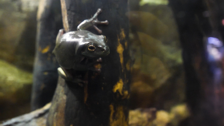 Amazing green frog on branch in terrarium. The green frog in terrarium in the resort Vinpearlの写真素材