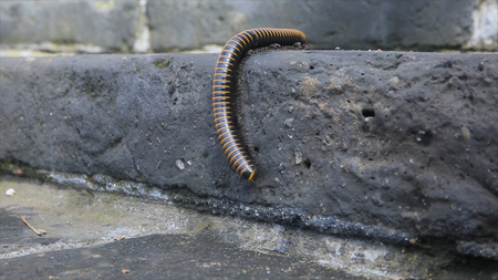 A millipede. Millipede walk on stone floor background. Centipedes, ants swarmed by a large bite on the gray stoneの写真素材