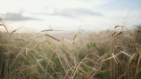 Spikelets of feather grass against the background of other spikelets of feather grass. Video....