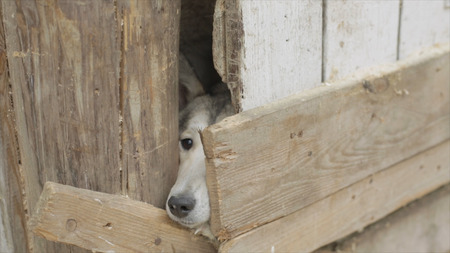 Two dogs looking through a wooden fence. Video. Two hunting dogs standing at the fence in the...
