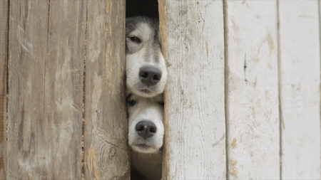 Old dogs Looking through a Fence. Video. Sad tan and white dog looking through hole in timber fence. Black and white cute dogs looking through closed gateの写真素材