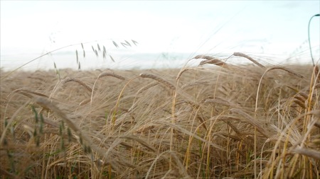 Wheat field in sunset. Video. Ears of wheat close up. Harvest and harvesting concept. Field of golden wheat swaying. Nature landscape. ears of wheat swaying in the breeze at sunsetの写真素材