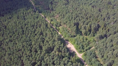 Aerial view camera from green forest of dense mixed tree tops of pine trees and birches. Clip....