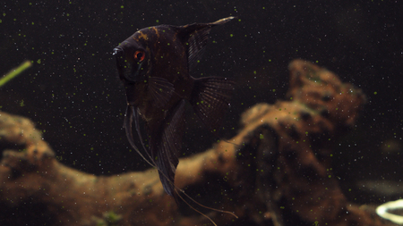 Fish in an aquarium, fish in an aquarium on a blue background. Fish in aquarium ,Angelfish, Pterophyllum in aquariumの写真素材