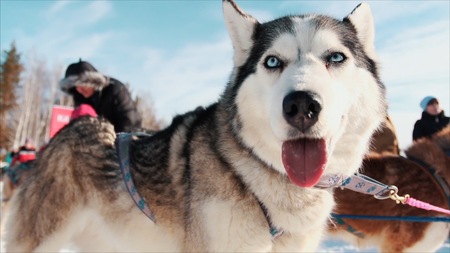 Portrait of a Siberian Husky dog outdoors. Footage. Close-up portrait of noble sled dog a Chukchi...