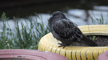 Pigeon standing on the river bank. Stock. Pigeon in the Park.の写真素材