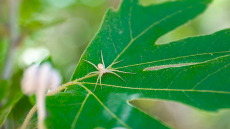 White spider sitting on the background leaves. Spider sitting on a green sheet.の写真素材